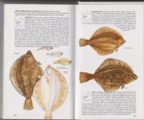 Peter J. Miller ja Michael J. Loates Euroopa kalad